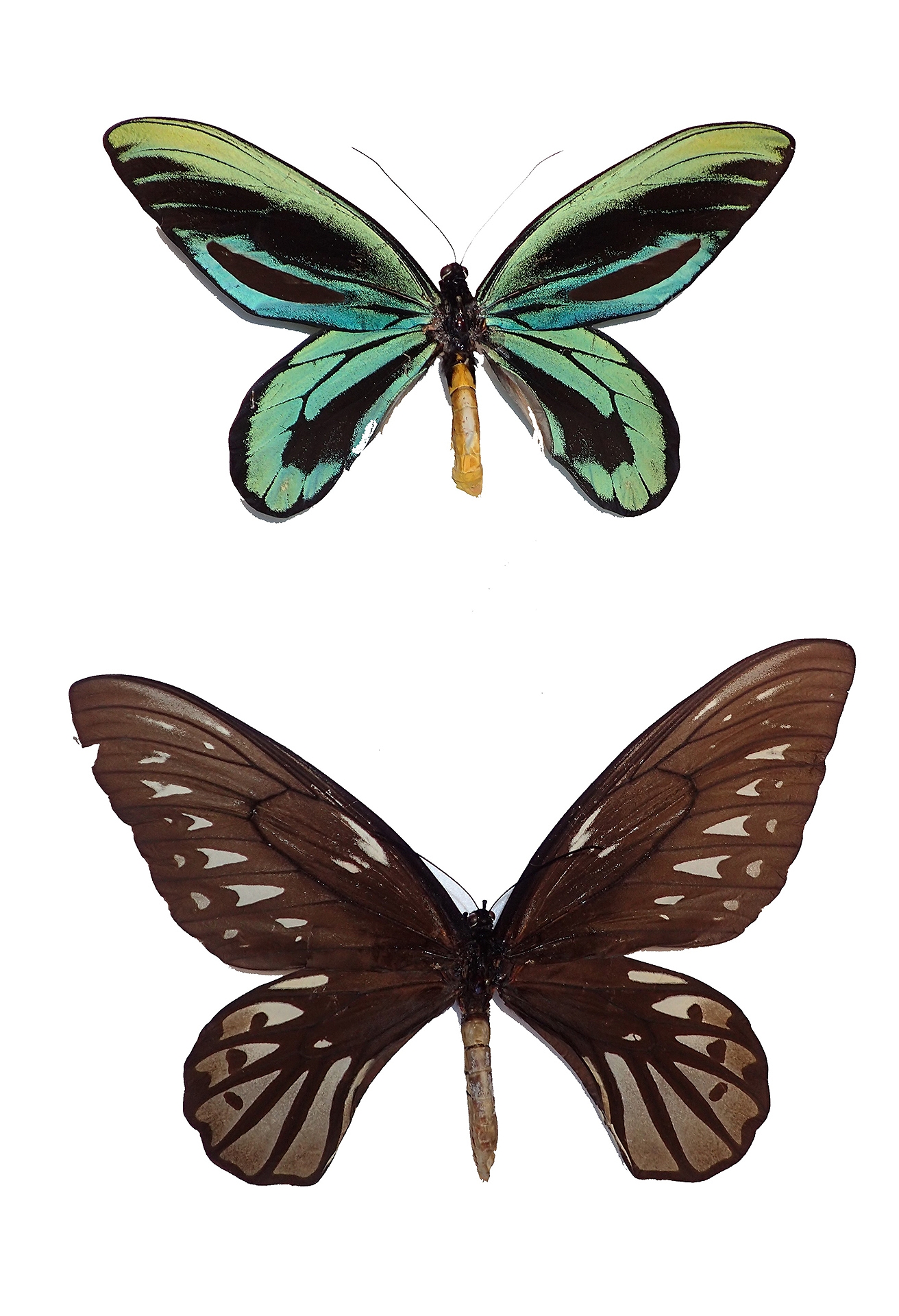 昆虫標本：アレクサンドラトリバネアゲハのオスとメス