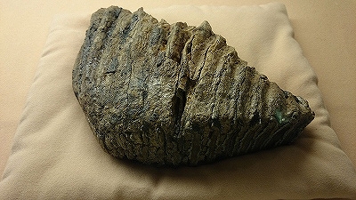 ナウマンゾウの臼歯化石(歴史民俗資料館)