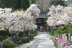 徳音寺の桜
